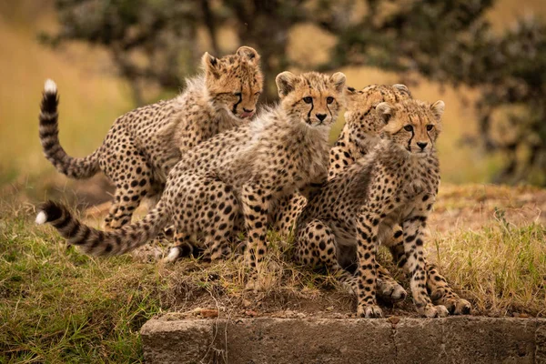 Cheetah Sentado Hierba Con Tres Cachorros — Foto de Stock