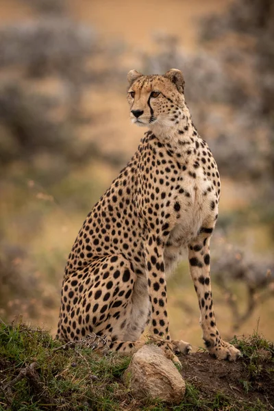 Cheetah Sentado Monte Gramado Olha Volta — Fotografia de Stock