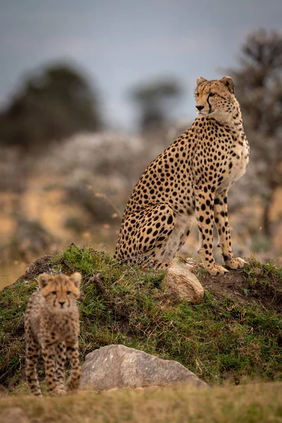 Guépard Assis Sur Monticule Herbeux Avec Ourson — Photo