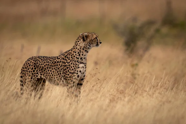 Cheetah Standing Grass Head — Stock Photo, Image