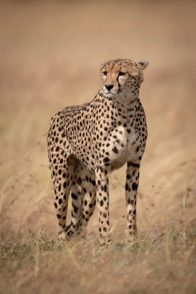 Cheetah Grama Longa Virada Para Esquerda — Fotografia de Stock