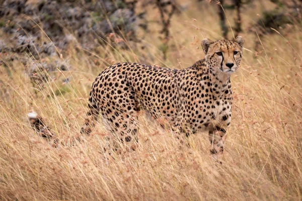 Cheetah Standing Long Grass Savannah — Stock Photo, Image