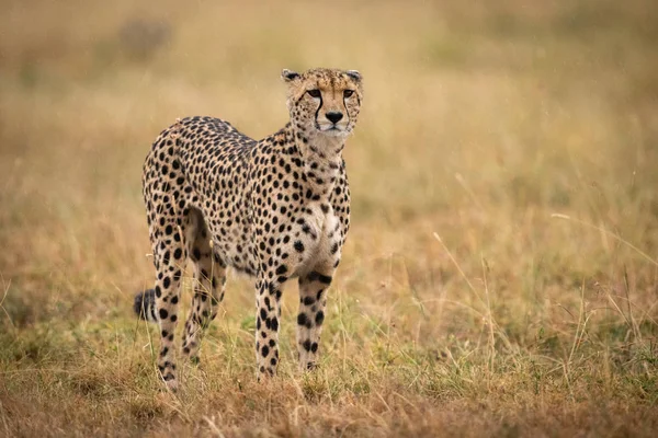 Cheetah Staande Het Lange Gras Geconfronteerd Met Camera — Stockfoto