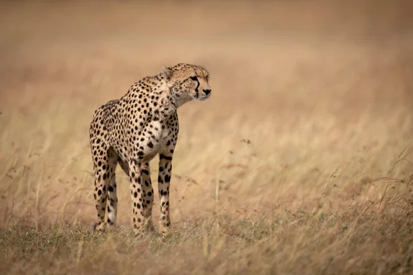 Cheetah Stojący Długiej Trawy Zwrócona Prawo — Zdjęcie stockowe