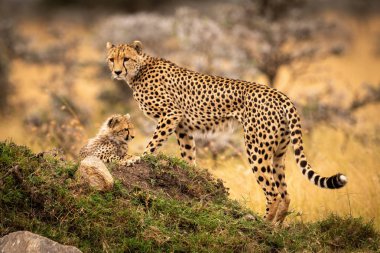 Cheetah ayakta ve yavrusu höyük üzerinde yalan