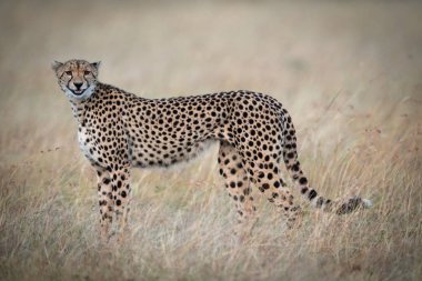 Cheetah ayakta gülümseme gibi görünmesine çim
