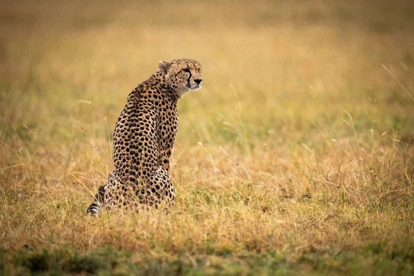 Gepard Sedící Trávě Hlavou Otočil — Stock fotografie