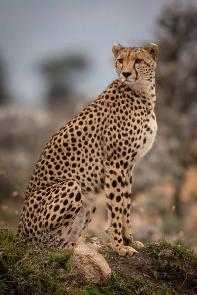 Cheetah Zittend Met Gras Begroeide Heuvel Draaien Hoofd — Stockfoto