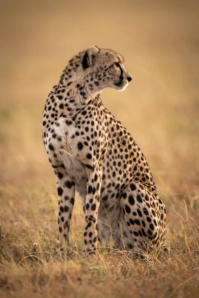 Cheetah Sentado Llanura Cubierta Hierba Mirando Hacia Atrás — Foto de Stock