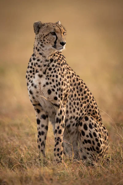 Cheetah Sitting Grassy Plain Turning Right — Stock Photo, Image