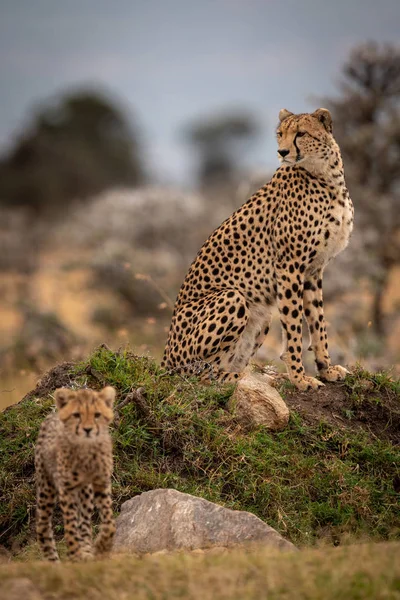 Cheetah Sitter Gräsbevuxen Kulle Med Unge — Stockfoto
