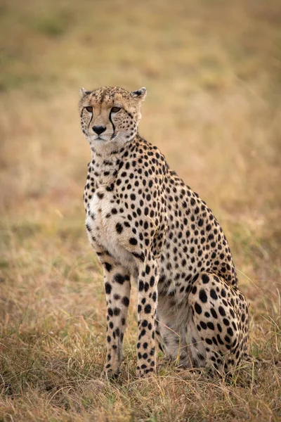 Cheetah Sentado Llanura Cubierta Hierba Mirando Hacia Futuro — Foto de Stock