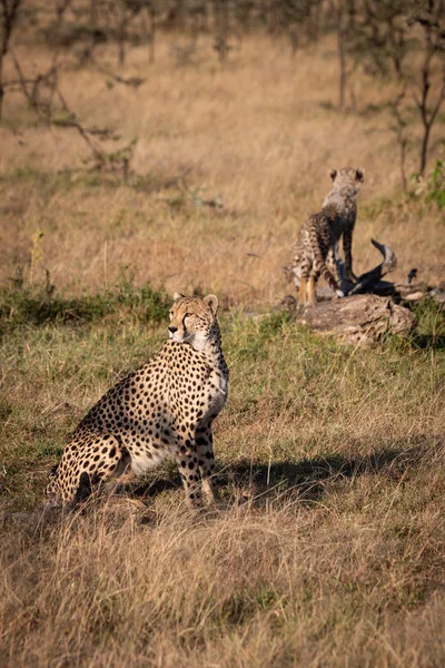 Cheetah Sentado Com Filhote Log — Fotografia de Stock
