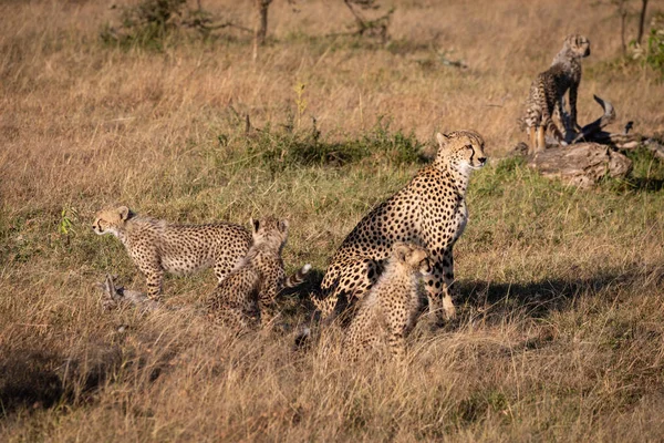 Cheetah Sentado Com Quatro Filhotes Savana — Fotografia de Stock