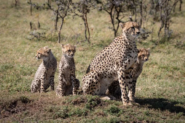 Cheetah Sitter Med Tre Ungar Nära Träd — Stockfoto
