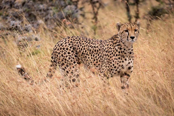 Cheetah Grama Longa Savana — Fotografia de Stock