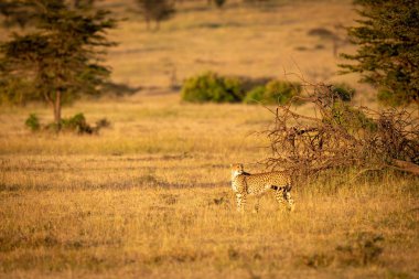 Cheetah düşmüş ağaç geri bakarak duruyor
