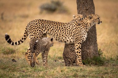 Cheetah iki yavrularını ağacıyla tarafından standları