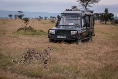Cheetah çim safari kamyon yanında duruyor