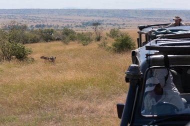 Cheetah kamyon tarafından çevrili çim içeri girer