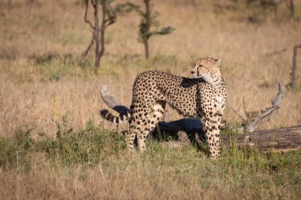 Cheetah Tient Près Bûche Morte Regardant Arrière — Photo