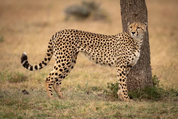 Cheetah Fica Beira Árvore Planície Gramada — Fotografia de Stock