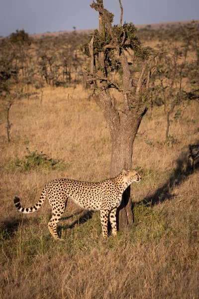 Cheetah Står Trädstam Gräs — Stockfoto