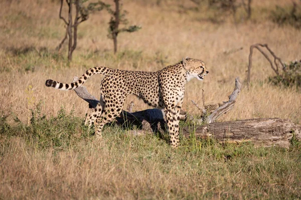 Cheetah Sta Nell Erba Accanto Tronco Morto — Foto Stock