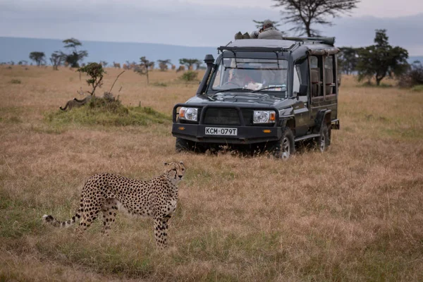 Cheetah Stoi Trawie Obok Safari Samochód Ciężarowy — Zdjęcie stockowe