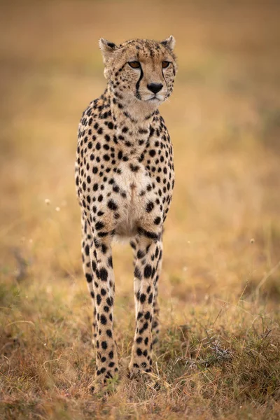 Cheetah Staat Met Gras Begroeide Vlakte Vooruitblikkend — Stockfoto