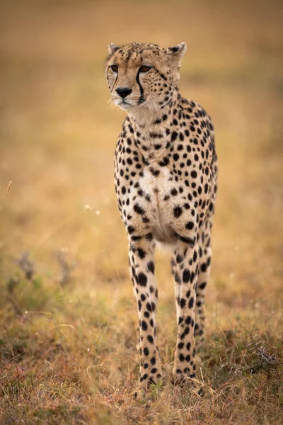 Cheetah Çimenli Düz Ileriye Bakarak Duruyor — Stok fotoğraf