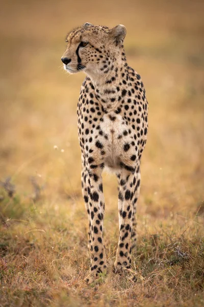 Cheetah Fica Gramado Cabeça Virando Planície — Fotografia de Stock