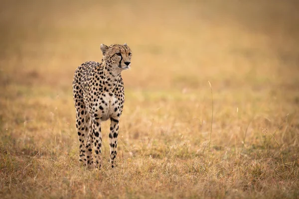 Cheetah Fica Planície Gramado Olhando Para Direita — Fotografia de Stock