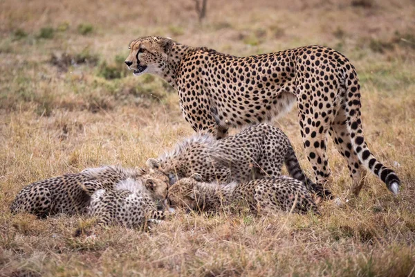 Cheetah Fica Assistindo Filhotes Comerem Gazela Thomson — Fotografia de Stock