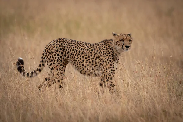 Cheetah Fica Virando Cabeça Grama Longa — Fotografia de Stock