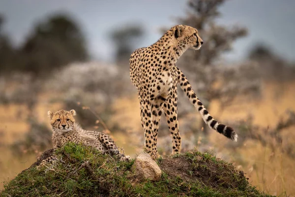 Gepard Zkratka Mládětem Travnatý Pahorek — Stock fotografie