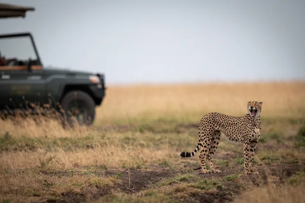 Gepard Steht Gähnend Neben Lastwagen Savanne — Stockfoto