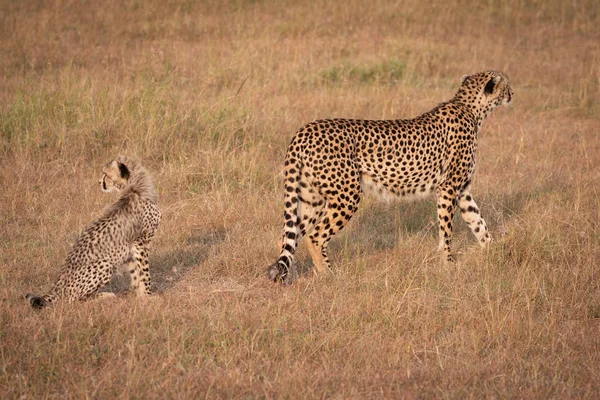 Cheetah Weglopen Uit Cub Terugkijkend — Stockfoto