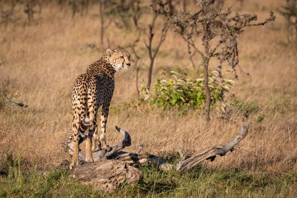 Cheetah Vänder Huvudet Stående Döda Logga — Stockfoto