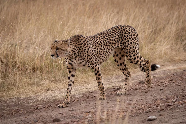 Cheetah Wandelen Langs Onverharde Weg Savannah — Stockfoto