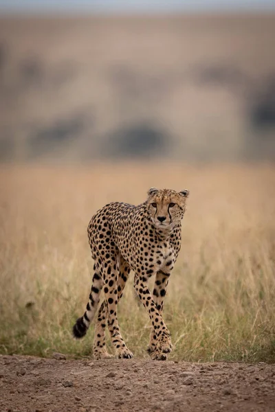 Cheetah Caminando Pista Hierba Larga — Foto de Stock