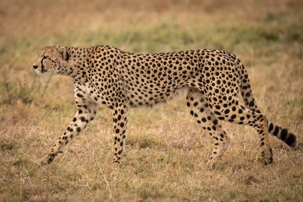 Cheetah Andando Grama Olhando Frente — Fotografia de Stock