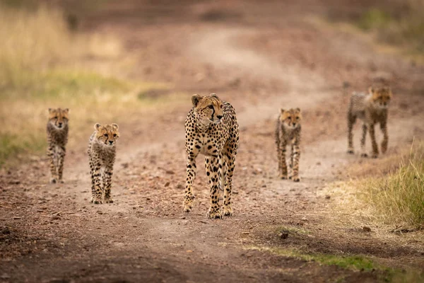 Cheetah Desce Pista Com Quatro Filhotes — Fotografia de Stock