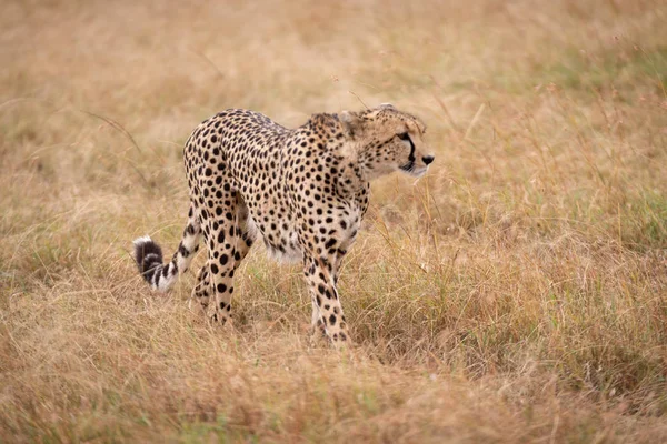 Cheetah Walks Long Grass Looking Out — Stock Photo, Image