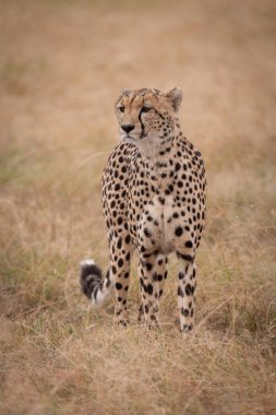 Uzun otların bakan Cheetah duruyor