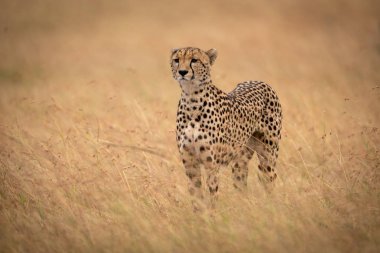 Cheetah baş yetiştirme uzun otların arasında duruyor