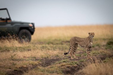 Cheetah savannah ile kamyonun arkasında duruyor