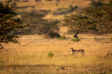 Cheetah ağaçlarıyla çevrili Savannah standları