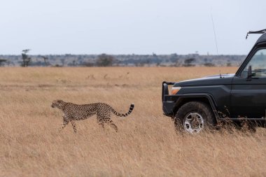 Uzun otların kamyonda önce Cheetah yürür