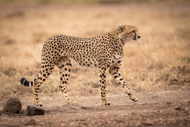 Cheetah yürür iz kaldırdı pençe ile